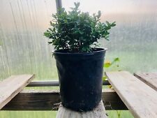 Japanese boxwood pre for sale  Grove City
