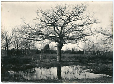 Fontainebleau mare oak d'occasion  Expédié en Belgium