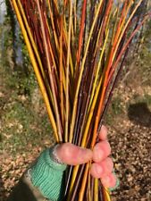 Mixed basketry willow for sale  EXETER