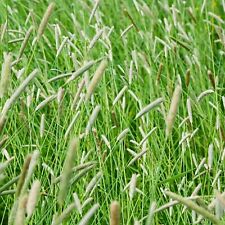 Lb. timothy grass for sale  Lexington
