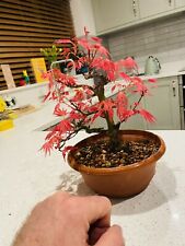 japanese maple bonsai tree for sale  CASTLEFORD