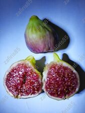 Vasilika melissi fig for sale  Shipping to Ireland