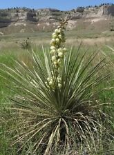 Yucca glauca for sale  Cedaredge