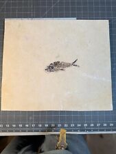 Fossil fish green for sale  Red Bluff