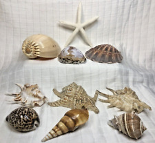 spider conch for sale  Raceland