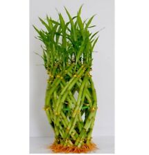 Pineapple lucky bamboo for sale  Hacienda Heights