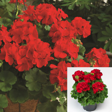 Zonal geranium red for sale  Modesto