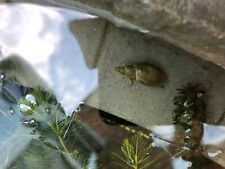 Great pond snail for sale  SLEAFORD
