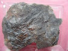 Fossilien farn steinkohle gebraucht kaufen  Biebertal