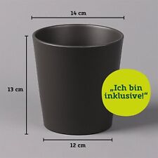 Strahlenaralie gerda keramikto gebraucht kaufen  Deutschland