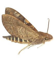 Lepidoptera sphingidae nephele for sale  Shipping to United Kingdom