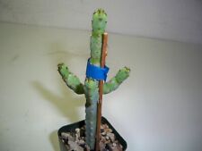 978 euphorbia debilispina for sale  El Cajon