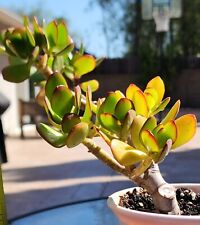 Rooted jade crassula for sale  Lake Forest