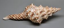 Conchiglie marmorofusus nicoba usato  Sassari
