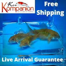 100x green cory for sale  Ruskin