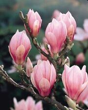 Magnolia soulangeana saucer for sale  SOUTHAMPTON