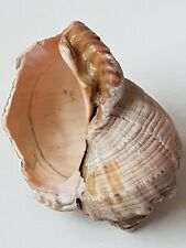 Sea shell natural for sale  BOLTON