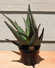 Aloe ajr beautiful for sale  Valley Center