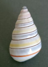 Liguus virginus 37mm Shell for sale  Shipping to South Africa
