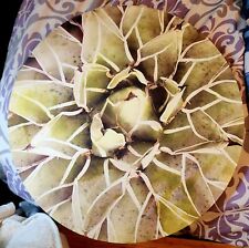Succulent plant green for sale  Hickory
