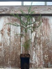 Coast redwood tree for sale  CHORLEY