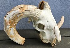 Ram skull horns. for sale  PLYMOUTH