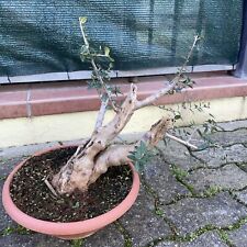 Bonsai olivastro lavorato usato  Savignano Sul Rubicone