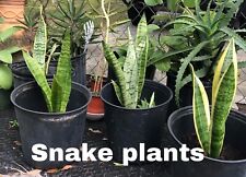 Snake plant tall for sale  Kissimmee