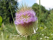 Wild cards dipsacus for sale  Shipping to Ireland