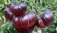 100 tomatensamen samenfest gebraucht kaufen  Beilngries