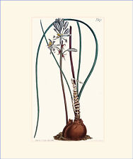 Pale-flowered Albuca: Antique hand-coloured botanical copper engraving, used for sale  Shipping to South Africa