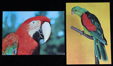 Postkarten papagei vogel gebraucht kaufen  Limburg