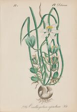 Milk Star (Ornithogalum Refractum) Chromo-Lithographie From 1880, used for sale  Shipping to South Africa