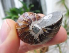 Nautilus fossil cretaceous for sale  BURGESS HILL