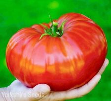 Delicious tomato award for sale  DEWSBURY