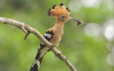 Wiedehopf vogel postkarte gebraucht kaufen  Deutschland