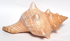 Striped Fox Conch Shell 6” Pleuroploca trapezium for sale  Shipping to South Africa