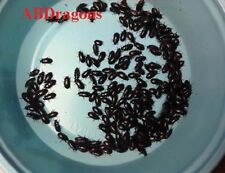 Black cleaner beetles for sale  Chardon