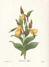 Yellow Lady's Slipper Cypripedium Calceolus Facsimile Publisher Redoute 1833 for sale  Shipping to South Africa