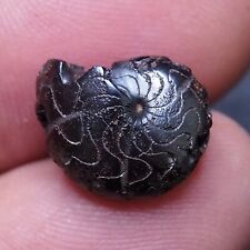 16mm Goniatite  Hematite Devonian Fossil lot Ammonite 39 for sale  Shipping to South Africa
