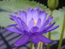 Blue lotus nelumbo for sale  RICHMOND