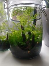 Self sustaining ecosphere for sale  STOKE-ON-TRENT