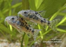 Corydoras paleatus pesce usato  Leffe