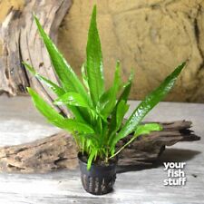 Java fern philippine for sale  Lebanon
