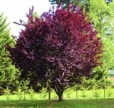 leaf tree purple plum for sale  Ortonville