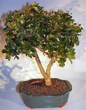 Campeche bonsai tree for sale  Patchogue