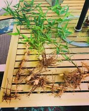 Live bamboo rhizome for sale  Front Royal