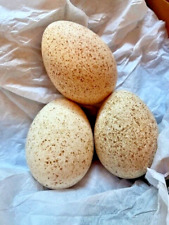 Turkey hatching eggs for sale  Stevensville