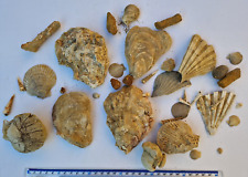 Large collection fossils for sale  THATCHAM