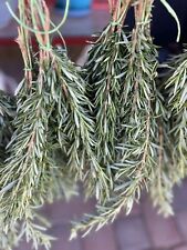 Organic rosemary bundled for sale  Queen Creek